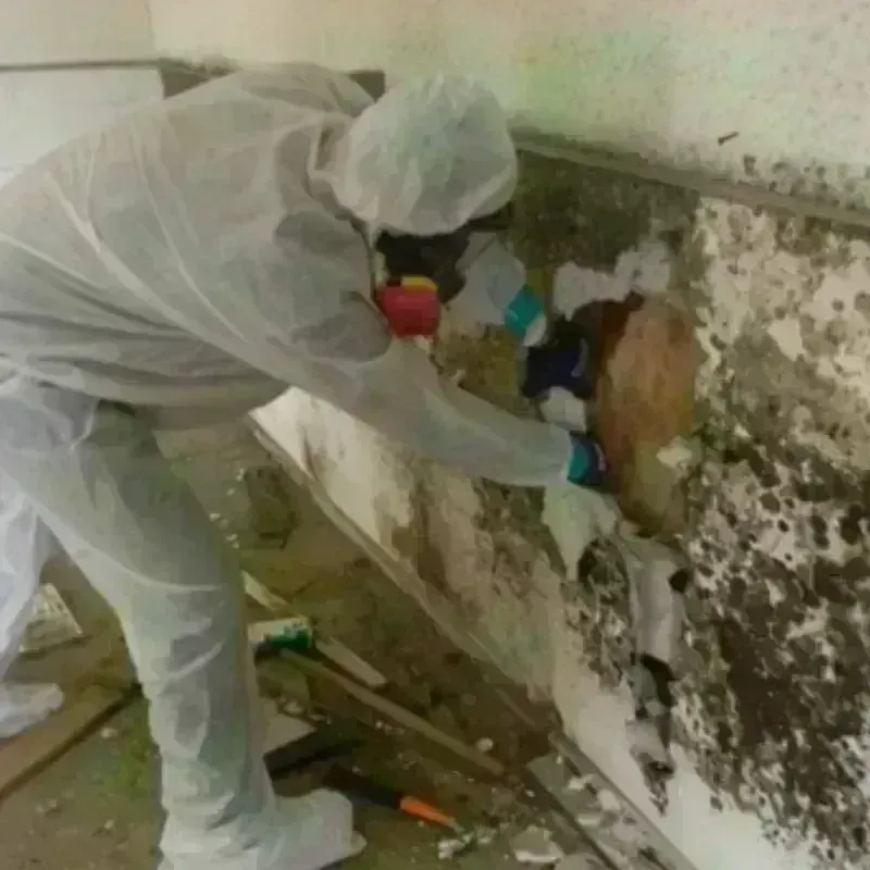 Mold Remediation and Removal in Cooperstown, NY